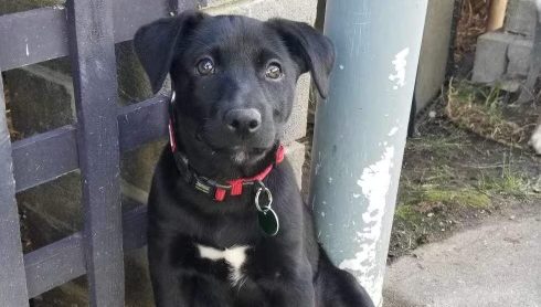 Two up Kelpie x Kooli pup