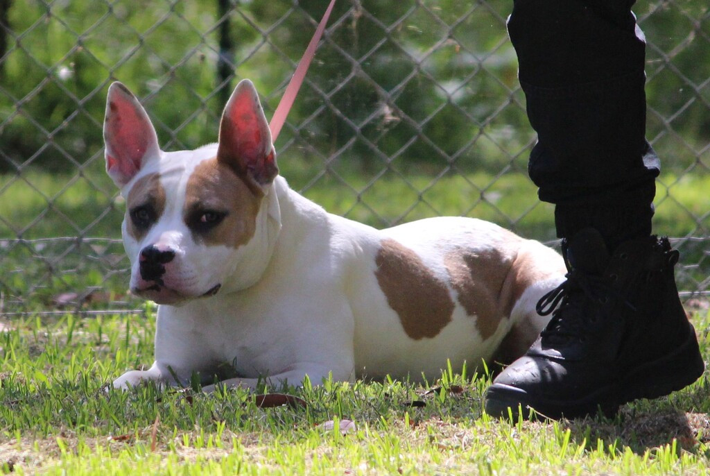SUMMER ( ADOPTED )