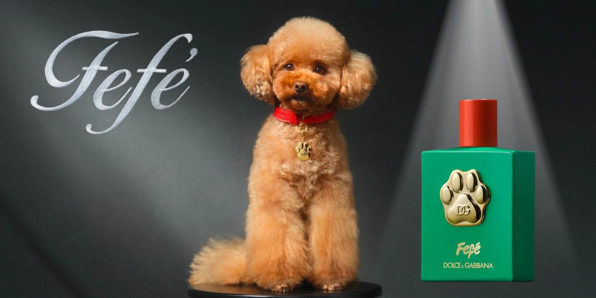 Dolce Gabbana Unveils Luxurious Perfume for Dogs with Classic Name 2EC