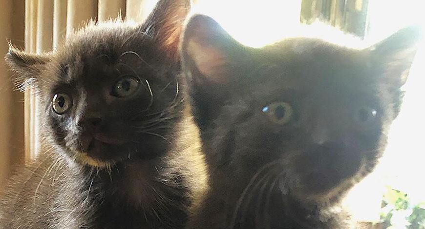 SIR EDMUND AND POPPY ( ADOPTED )