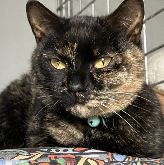 PEGGY ( ADOPTED )
