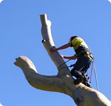 Sapphire Coast Tree Service & Tower Hire