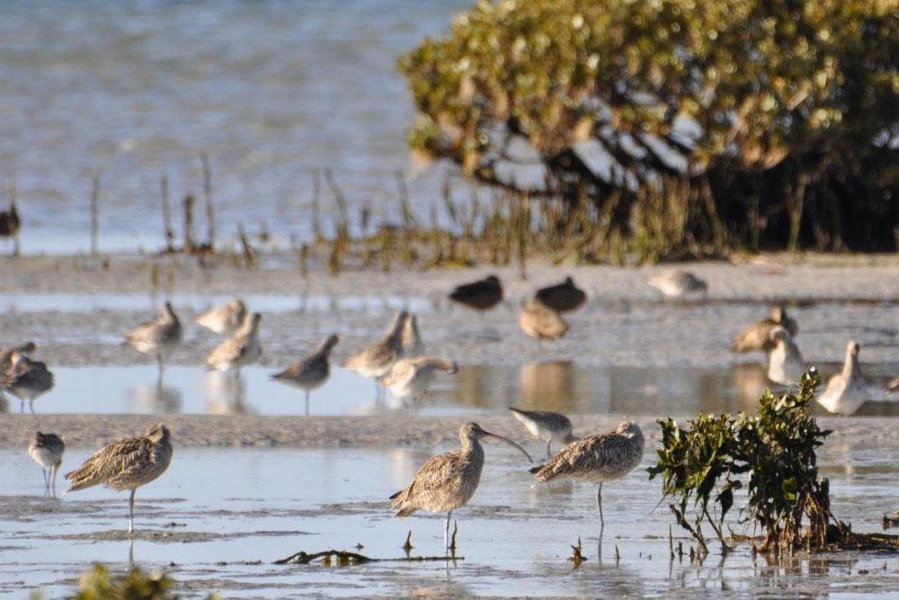 Bird flu confirmed on the Far South Coast