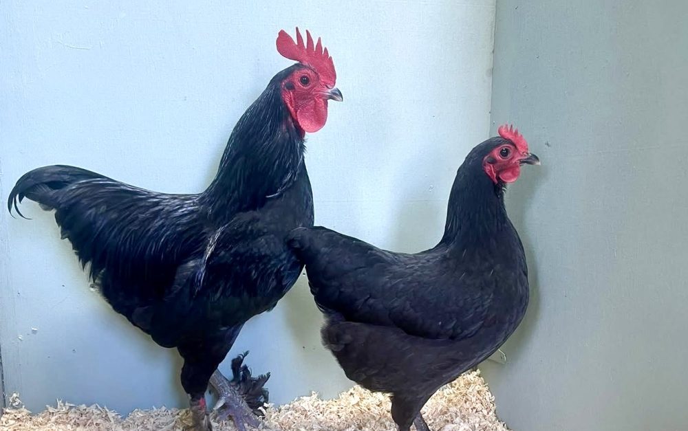 Local chicken breeders step up biosecurity measures